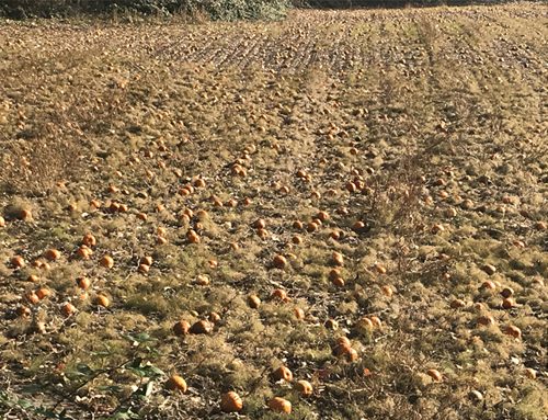 Pumpkin harvest